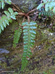 Polystichum parvipinnulum