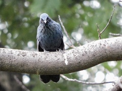 Melanotis caerulescens