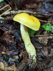 Cortinarius lewisii
