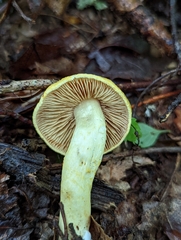 Cortinarius lewisii