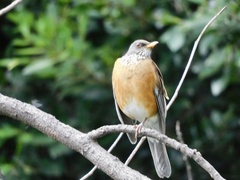 Turdus rufopalliatus