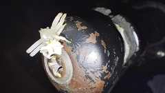 Epicadus heterogaster