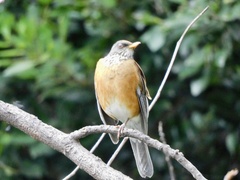 Turdus rufopalliatus