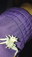 Epicadus heterogaster