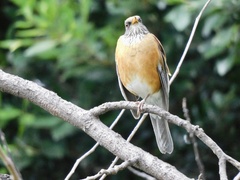Turdus rufopalliatus