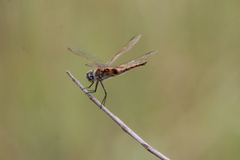 Urothemis assignata