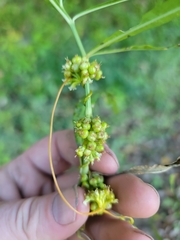 Cuscuta cephalanthi