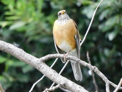 Turdus rufopalliatus