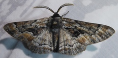 Phaeoura mexicanaria