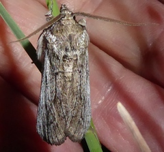 Melitara subumbrella