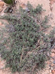 Astragalus kentrophyta tegetarius