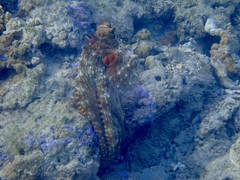 Octopus cyanea