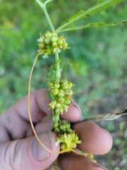 Cuscuta cephalanthi