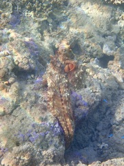 Octopus cyanea