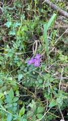 Arabis blepharophylla