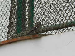 Mimus longicaudatus