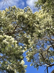 Melaleuca linariifolia