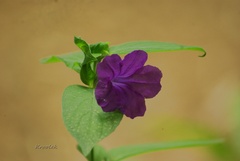 Ruellia lactea