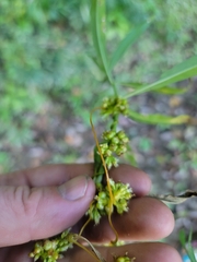 Cuscuta cephalanthi