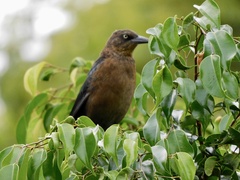Quiscalus mexicanus