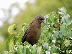Quiscalus mexicanus