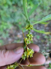 Cuscuta cephalanthi