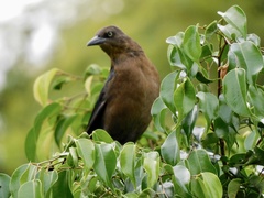 Quiscalus mexicanus
