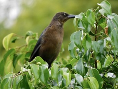 Quiscalus mexicanus