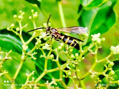 Phalerimeris phalerata