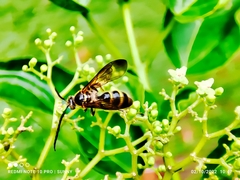 Phalerimeris phalerata