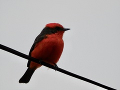 Pyrocephalus rubinus