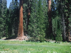 Sequoiadendron giganteum