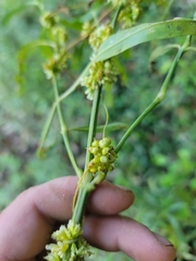 Cuscuta cephalanthi