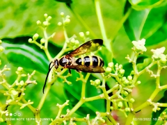 Phalerimeris phalerata