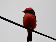 Pyrocephalus rubinus