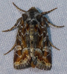 Lacinipolia lepidula