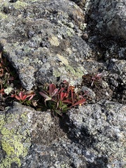 Sibbaldiopsis tridentata