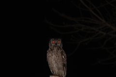 Bubo africanus