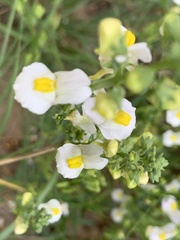 Nemesia