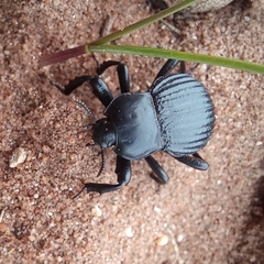 Gonopus