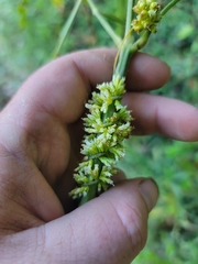 Cuscuta cephalanthi