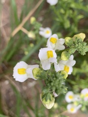Nemesia