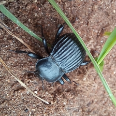 Gonopus