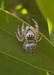 Opisthoncus nigrofemoratus