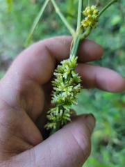 Cuscuta cephalanthi