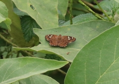 Coladenia indrani