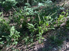 Perilla frutescens