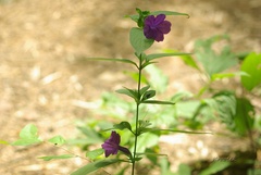 Ruellia lactea