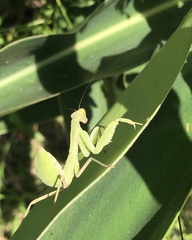 Hierodula patellifera