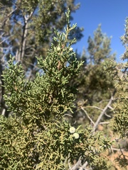 Juniperus arizonica